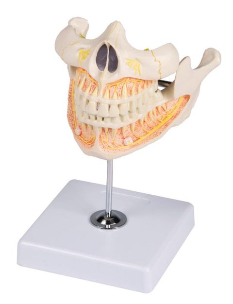 Volwassen Gebit Model