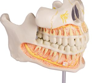 Volwassen Gebit Model