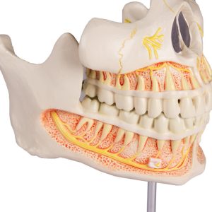 Volwassen Gebit Model