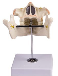 Volwassen Gebit Model