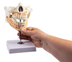 Volwassen Gebit Model