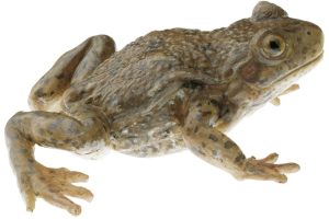 Vroedmeesterpad Model
