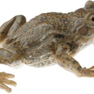 Vroedmeesterpad Model
