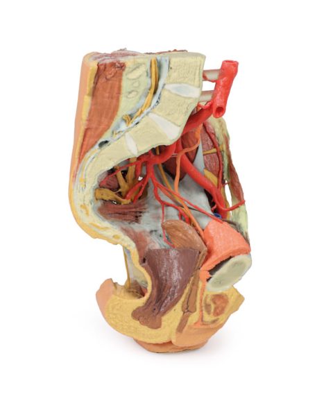 Vrouwelijk bekken en abdomen, 3D Print