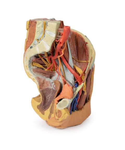 Vrouwelijk bekken en abdomen, 3D Print