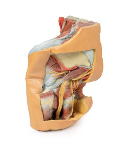 Vrouwelijk bekken en abdomen, 3D Print
