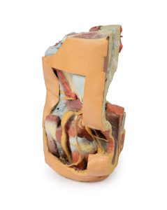 Vrouwelijk bekken en abdomen, 3D Print