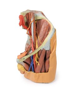Vrouwelijk bekken en abdomen, 3D Print