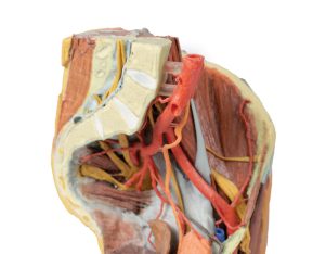 Vrouwelijk bekken en abdomen, 3D Print