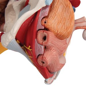 Vrouwelijk bekken 6-delig, ligamenten, spieren, etc.