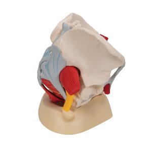 Vrouwelijk bekken 6-delig, ligamenten, spieren, etc.