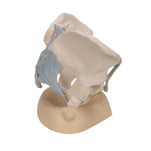 Vrouwelijk bekken met ligamenten, 3-delig