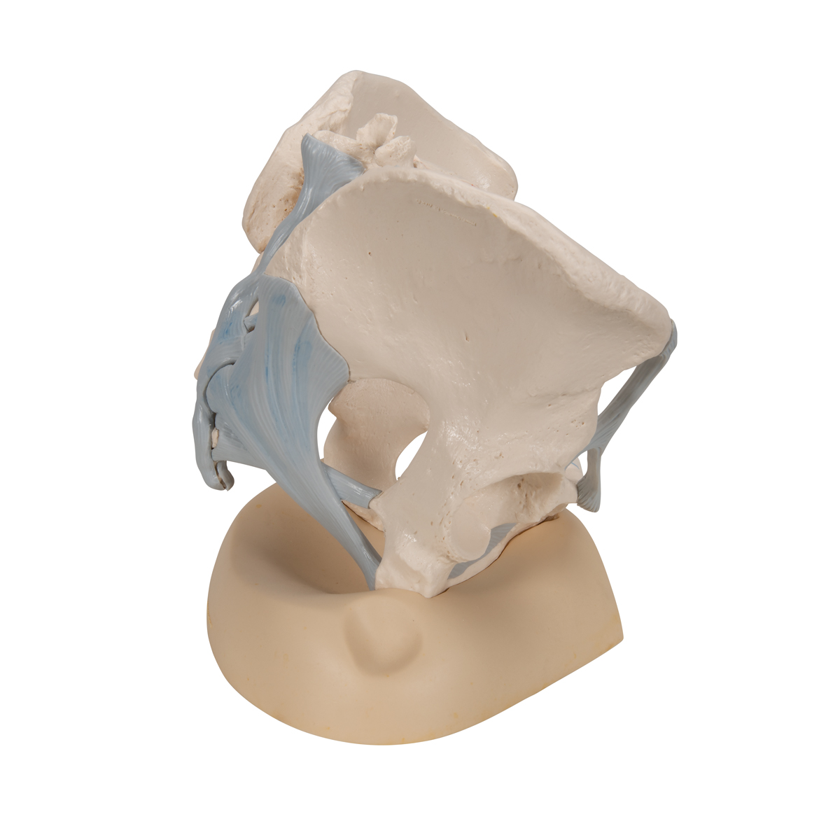 Vrouwelijk bekken met ligamenten, 3-delig