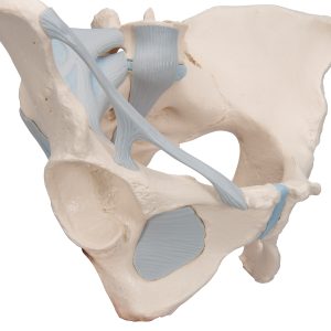 Vrouwelijk bekken met ligamenten, 3-delig
