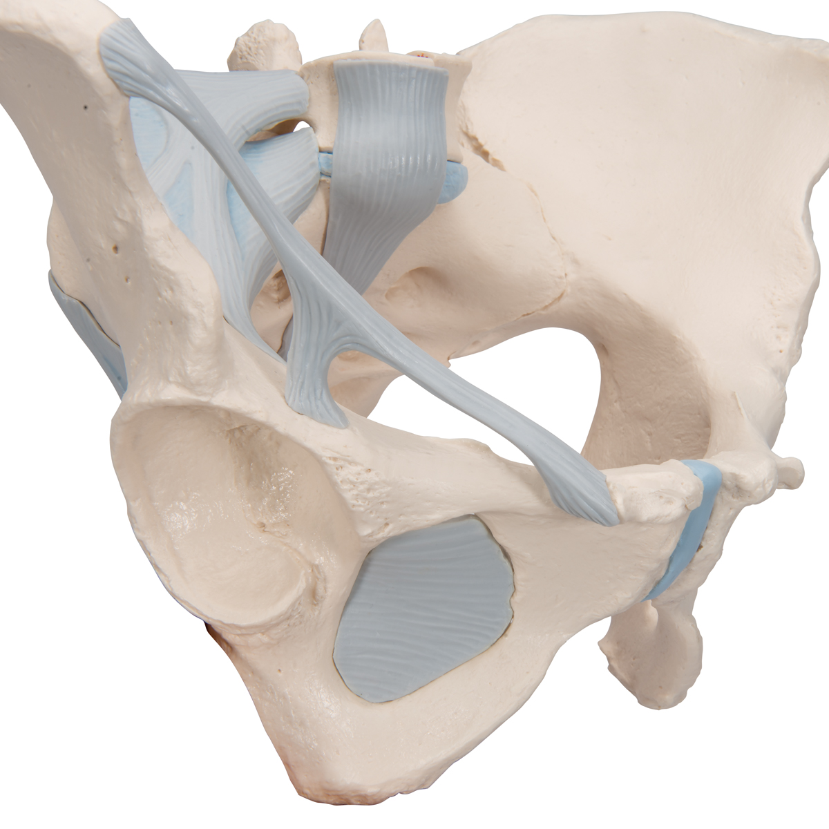 Vrouwelijk bekken met ligamenten, 3-delig