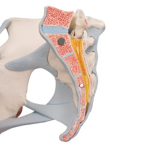 Vrouwelijk bekken, ligamenten & organen doorsn.