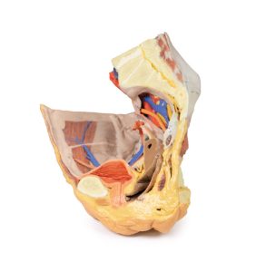 Vrouwelijk rechter bekkenhelft. Oppervlakkige en diepe structuren. 3D-print.