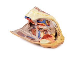Vrouwelijk rechter bekkenhelft. Oppervlakkige en diepe structuren. 3D-print.