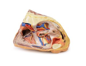 Vrouwelijk rechter bekkenhelft. Oppervlakkige en diepe structuren. 3D-print.