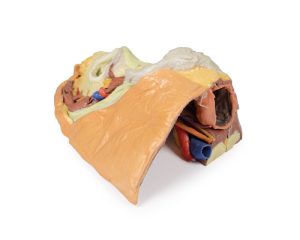 Vrouwelijk rechter bekkenhelft. Oppervlakkige en diepe structuren. 3D-print.