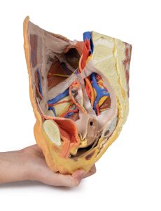 Vrouwelijk rechter bekkenhelft. Oppervlakkige en diepe structuren. 3D-print.