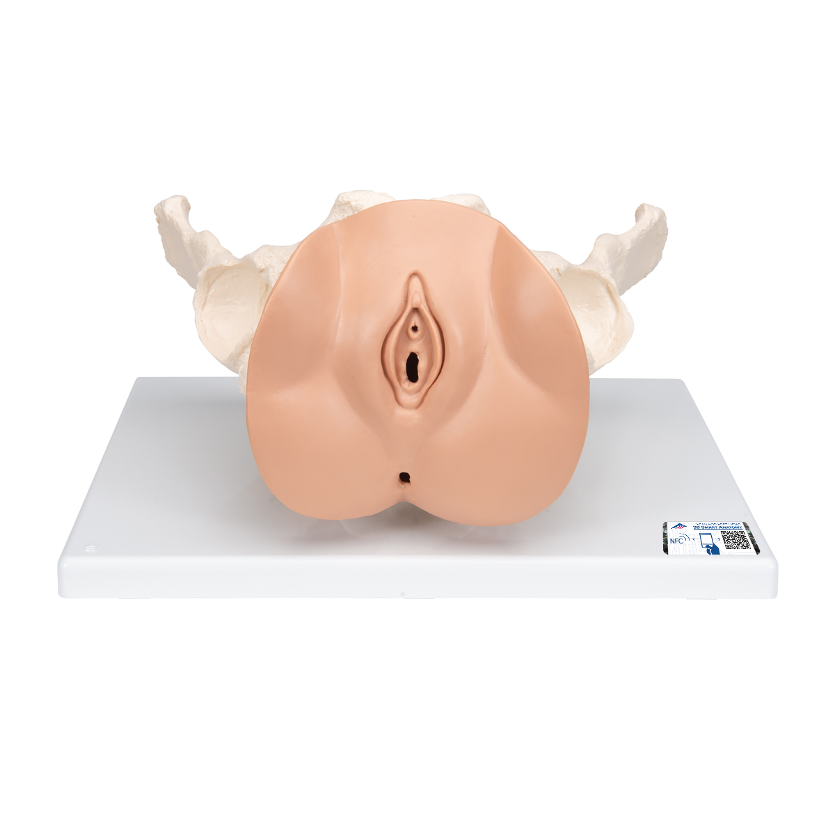 Vrouwelijk bekken(pelvis) skelet met genitale organen, 3-delig