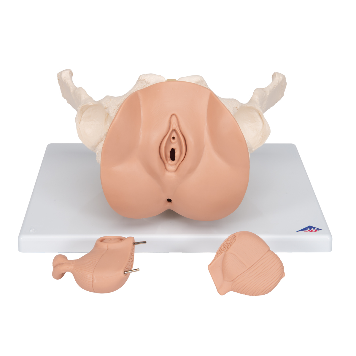 Vrouwelijk bekken(pelvis) skelet met genitale organen, 3-delig