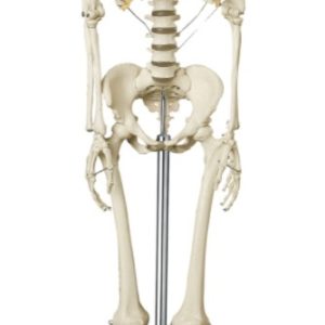 Vrouwelijk Skelet Model