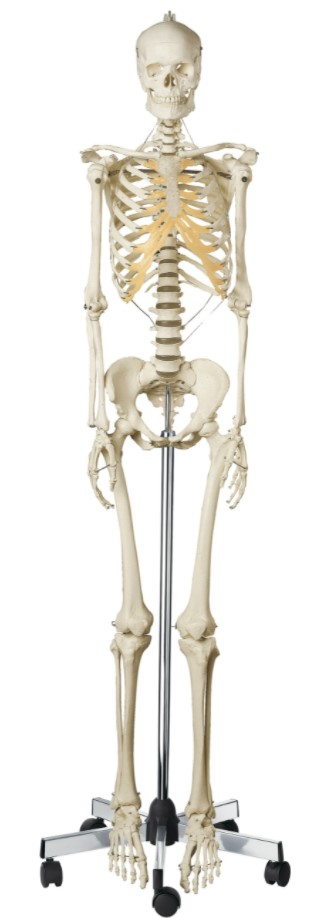 Vrouwelijk Skelet Model