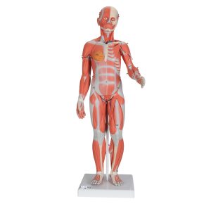 Vrouwelijk Spieren model, 84 cm