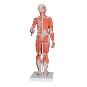 Vrouwelijk Spieren model, 84 cm
