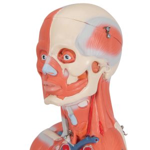 Vrouwelijk Spieren model, 84 cm