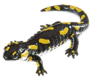 Gevlekte Vuursalamander Model