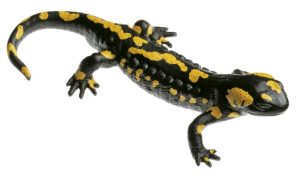 Gevlekte Vuursalamander Model