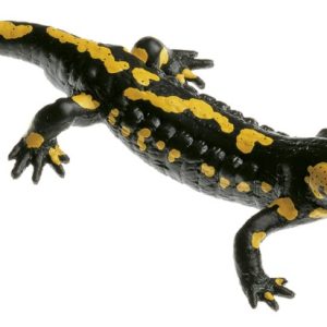 Gevlekte Vuursalamander Model