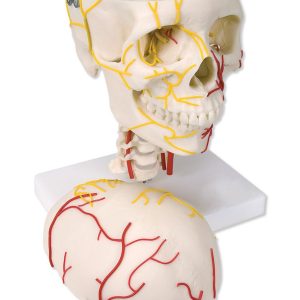 Neurovasculaire Schedel