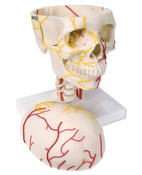Neurovasculaire Schedel