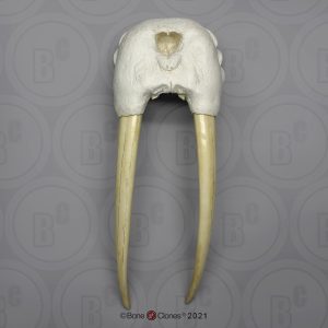 Walrus Schedelmodel met Slagtanden
