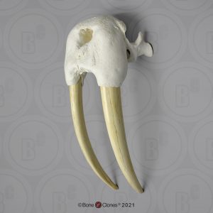 Walrus Schedelmodel met Slagtanden
