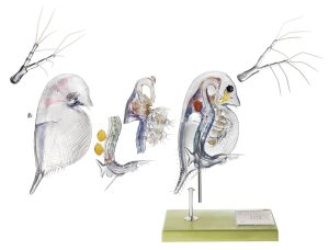 Watervlo Model