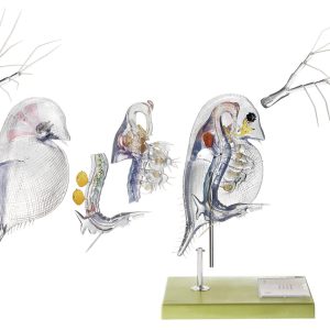 Watervlo Model