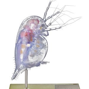 Watervlo Model