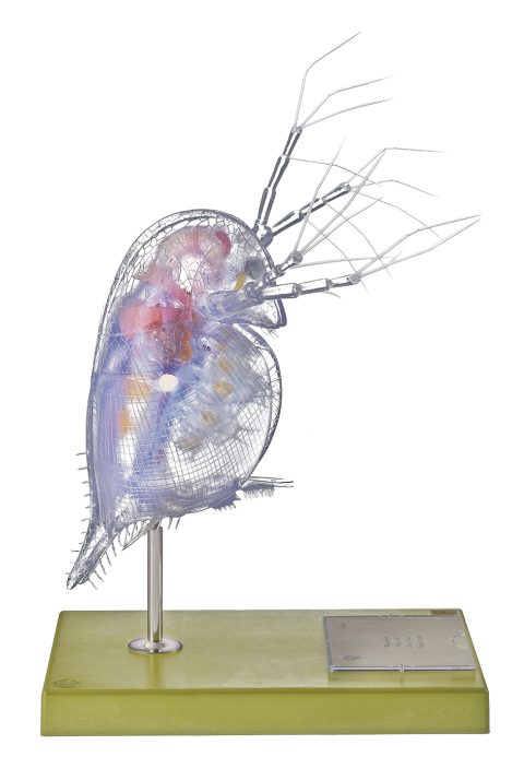 Watervlo Model