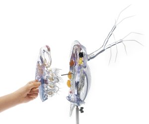 Watervlo Model