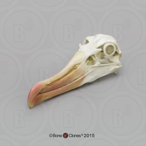 Wenkbrauwalbatros Schedelmodel