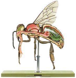Werkbij Model