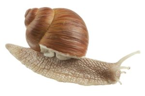 Wijngaardslak Model