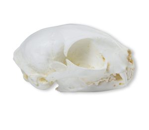 Wilde Kat Schedelmodel