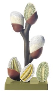 Wilgenkatje Model