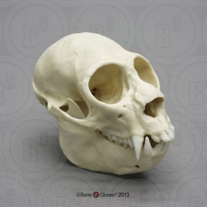 Witgezichtsaki Schedelmodel